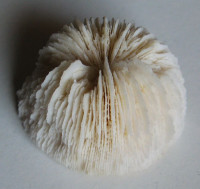 Korál 33